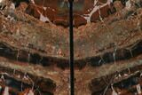 Tall, Arizona Petrified Wood Bookends - Red & Black #166080-1